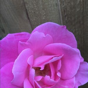 Meet your Posher, Dena